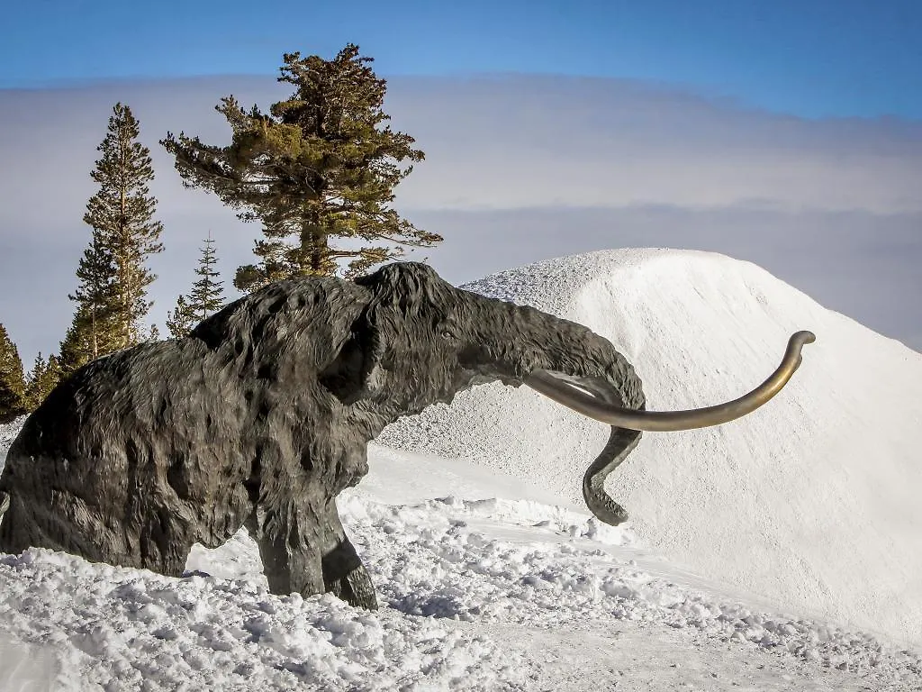 Silver Bear # 36 Mammoth Lakes 0*,  United States
